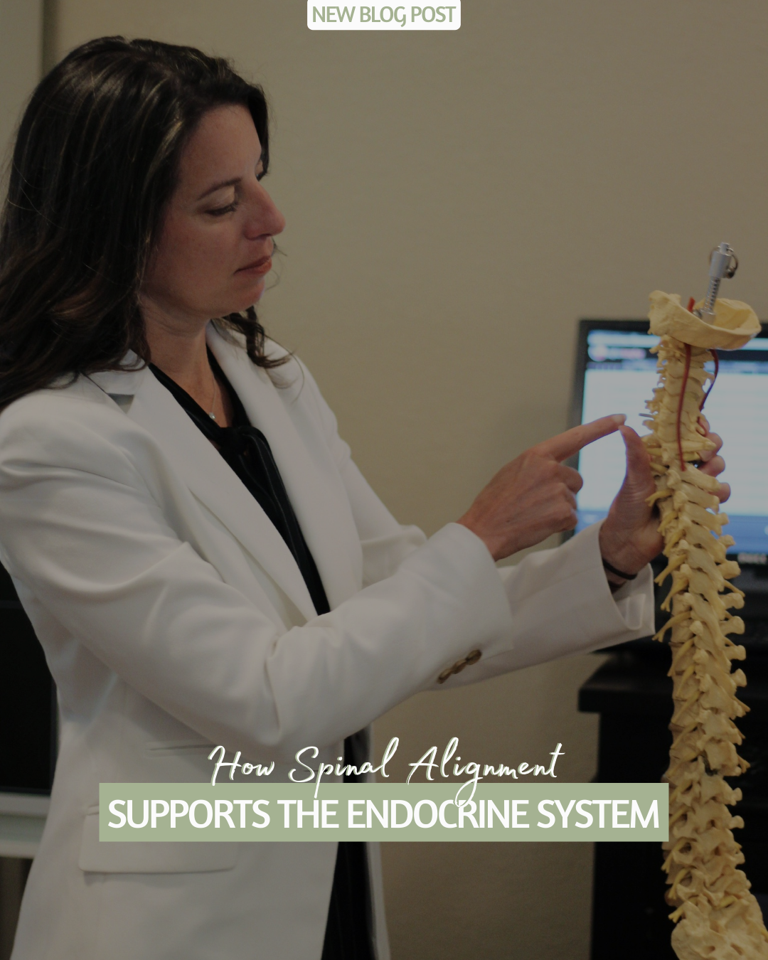 How Spinal Alignment Supports the Endocrine System | Back In Balance